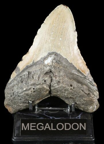 Huge, Megalodon Tooth - North Carolina #49513
